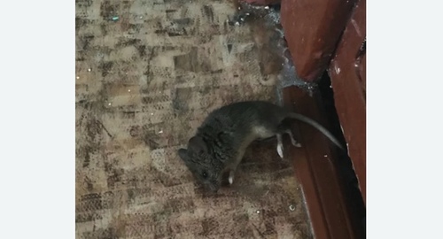 Дезинфекция от мышей в Выхино-Жулебино города Москвы